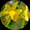 lacysdaffodils